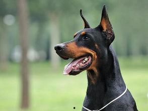 小杜宾犬吃瓜现场,萌态可掬，瓜果飘香