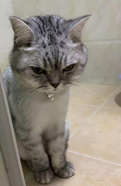 猫为啥吃角瓜,揭秘猫咪的独特口味之谜