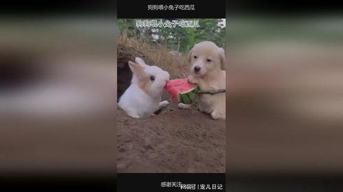 吃兔子的瓜,揭秘网络热传事件背后的真相与争议