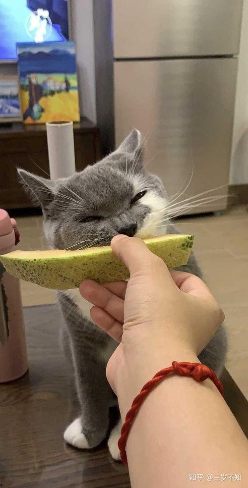 猫 吃 哈密瓜,揭秘哈密瓜的诱惑力