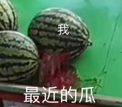 吃瓜什么专业,从娱乐现象到专业领域的跨界解读
